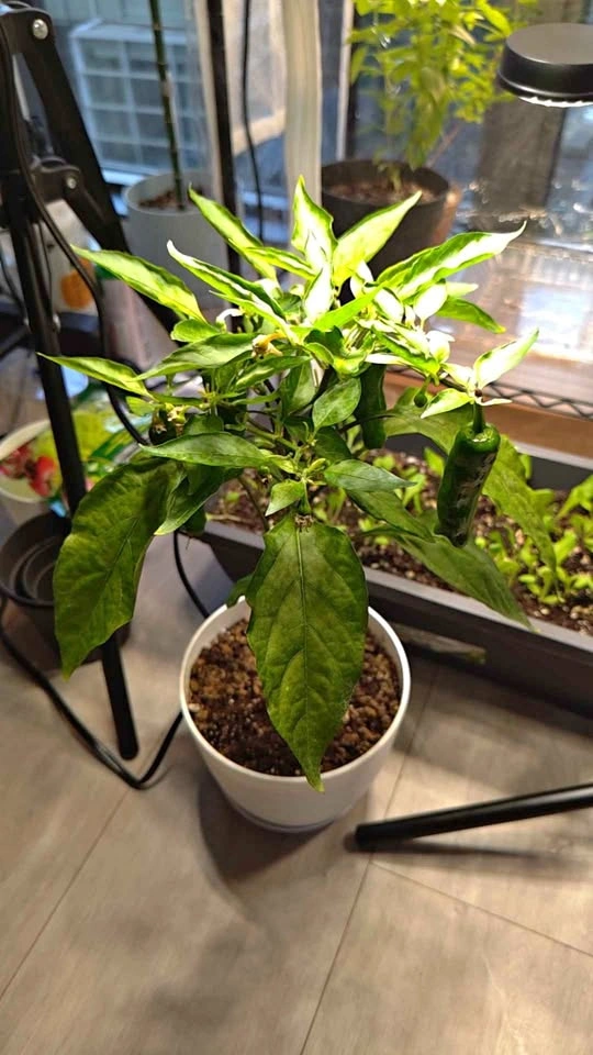 Shishito Pepper Plant – 6+ Peppers Ready to Harvest
