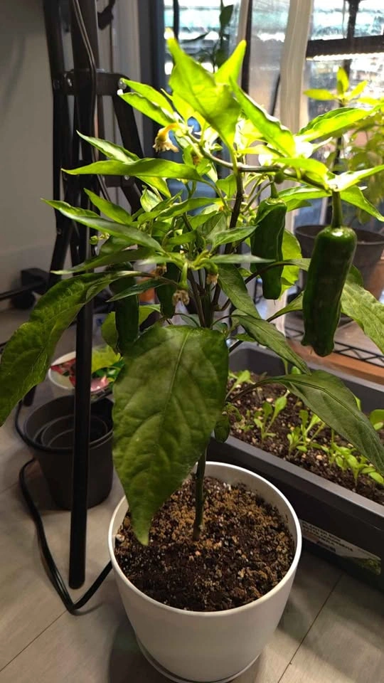Shishito Pepper Plant – 6+ Peppers Ready to Harvest - photo 2
