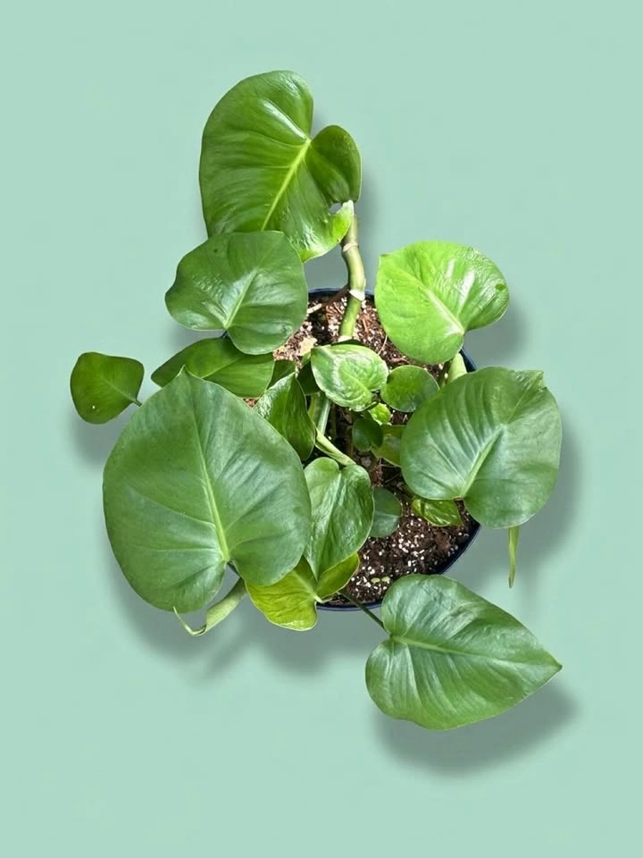 Beautiful established Monstera plant $100