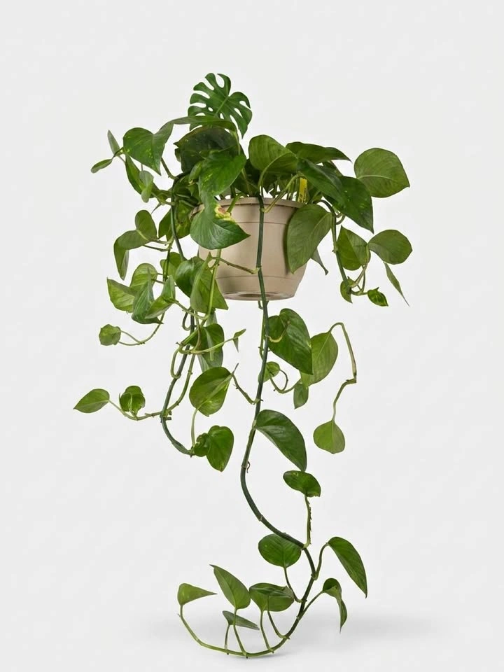 Golden Pothos in Hanging Pot