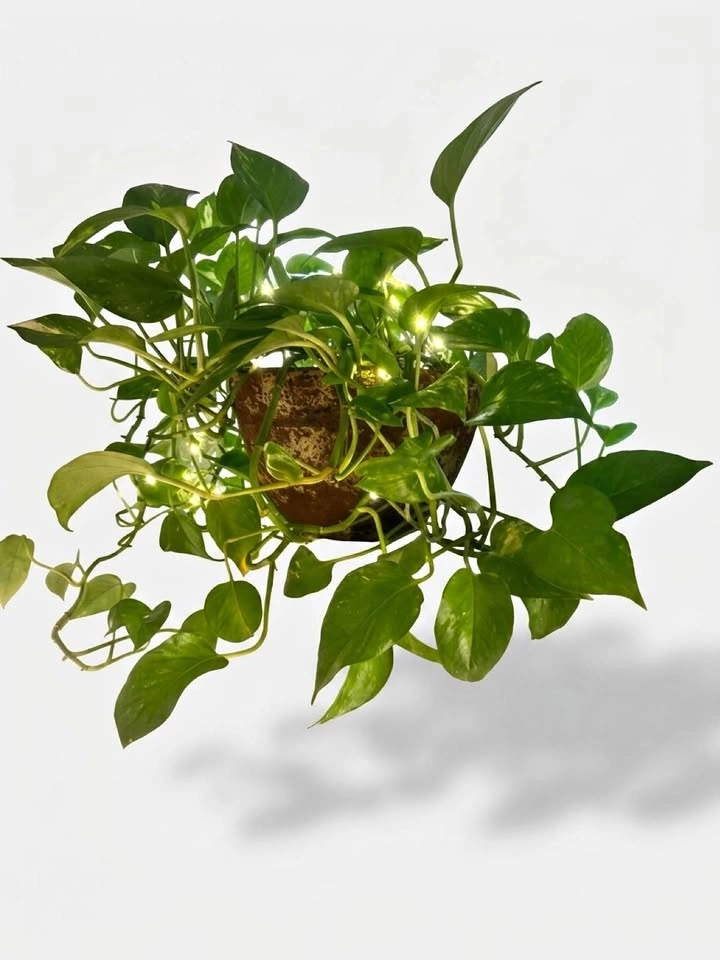Golden Pothos Plant with LED Fairy Lights