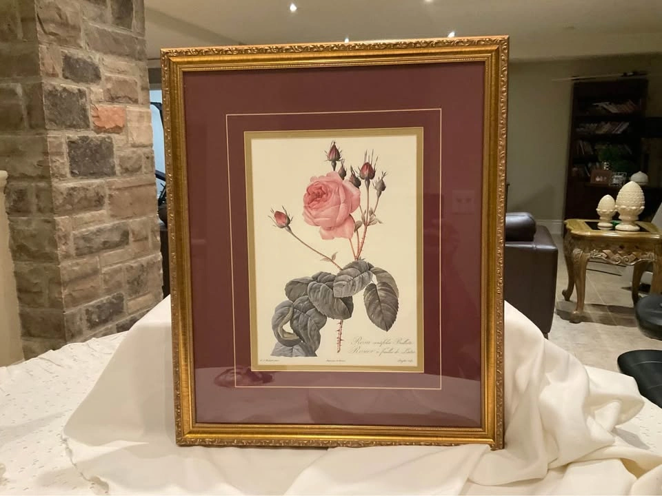 Print Vintage Botanical Pierre-Joseph Redoute’s Rose 1980’s-1990 - photo 3