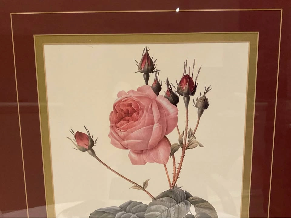 Print Vintage Botanical Pierre-Joseph Redoute’s Rose 1980’s-1990 - photo 4