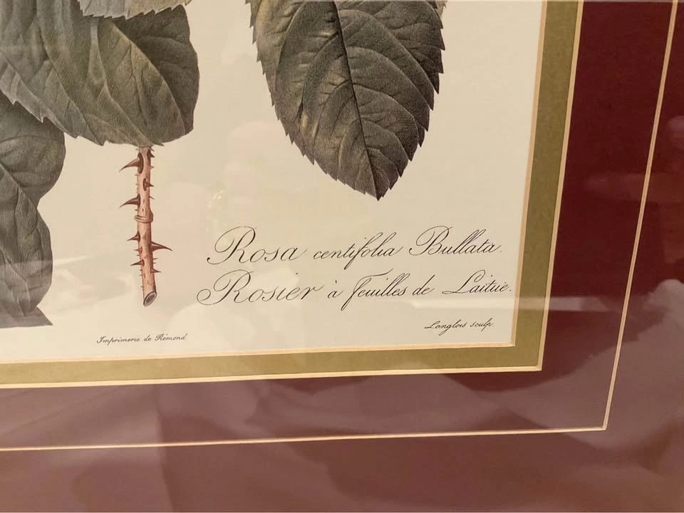 Print Vintage Botanical Pierre-Joseph Redoute’s Rose 1980’s-1990 - photo 5