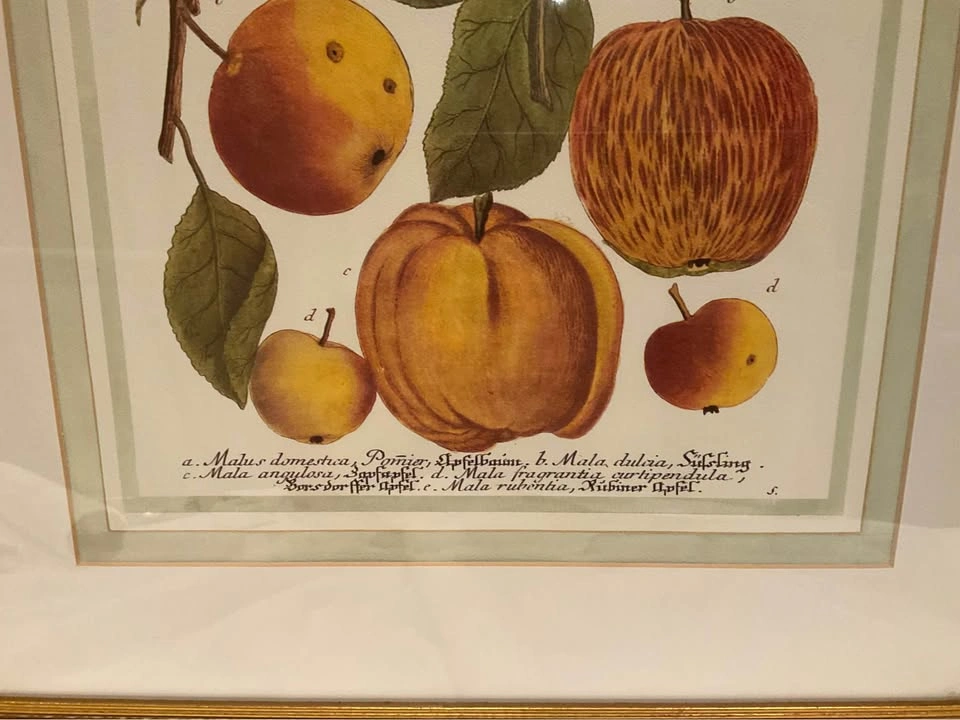 Print Vintage Botanical 1990’s - photo 5