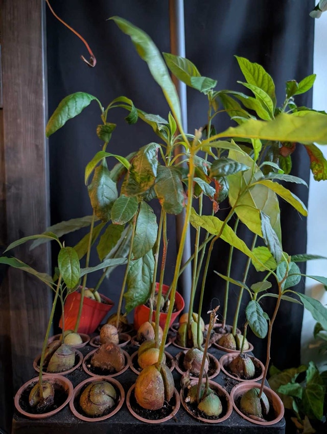 20 Avocado Seedlings Ready for the Bonsai Project