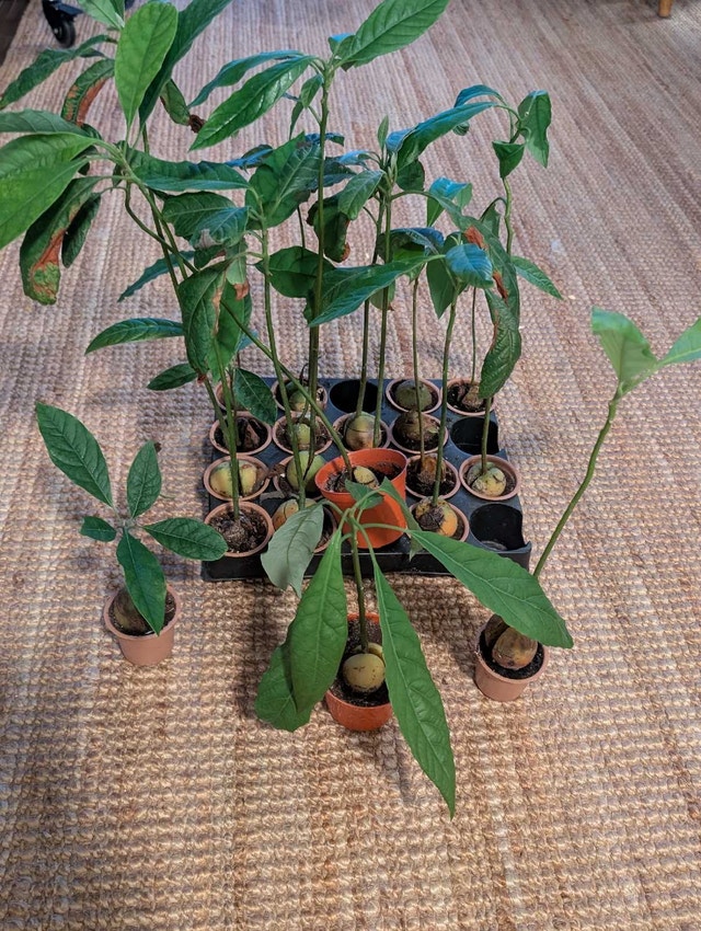 20 Avocado Seedlings Ready for the Bonsai Project - photo 2