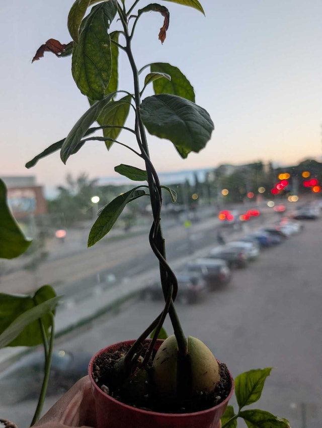 20 Avocado Seedlings Ready for the Bonsai Project - photo 3
