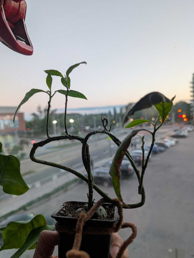 20 Avocado Seedlings Ready for the Bonsai Project - photo 4