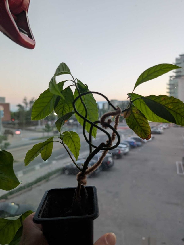 20 Avocado Seedlings Ready for the Bonsai Project - photo 5
