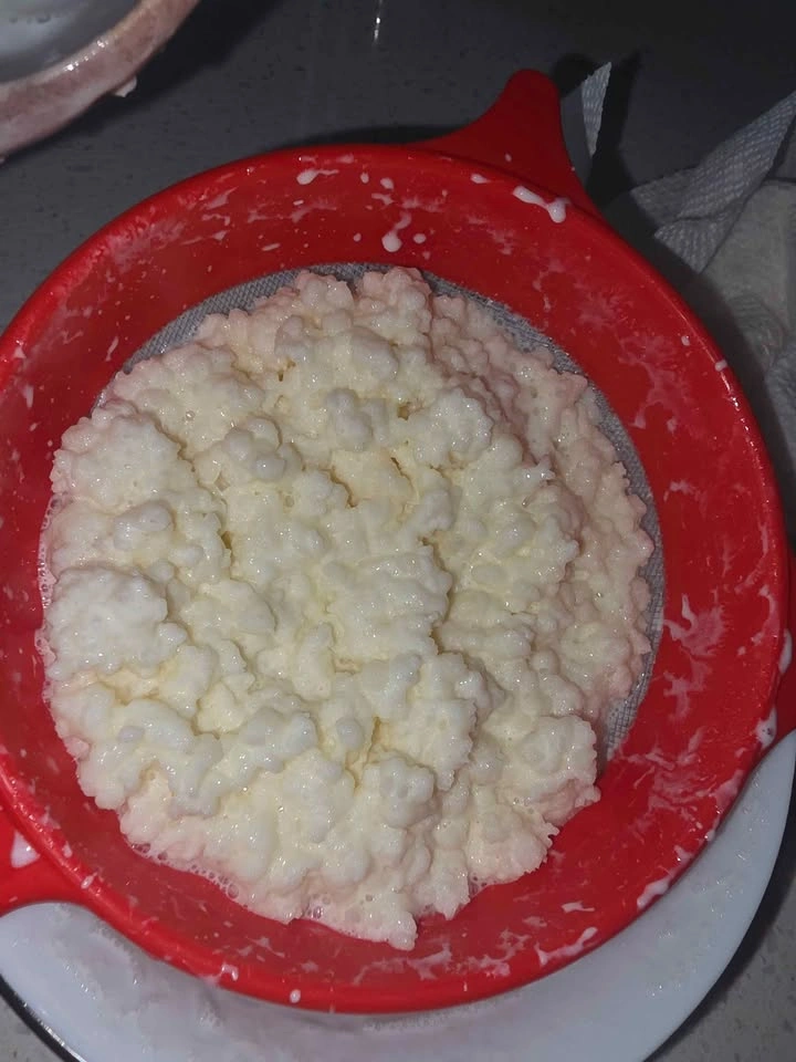 Milk Kefir Grains - photo 2