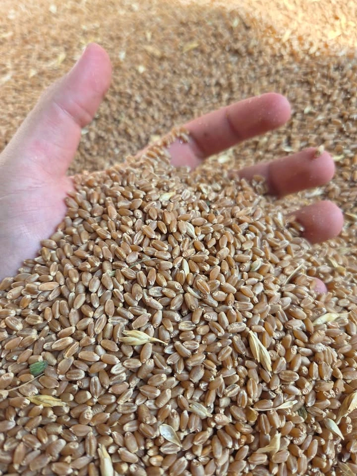 Tons of wheat berries - photo 2