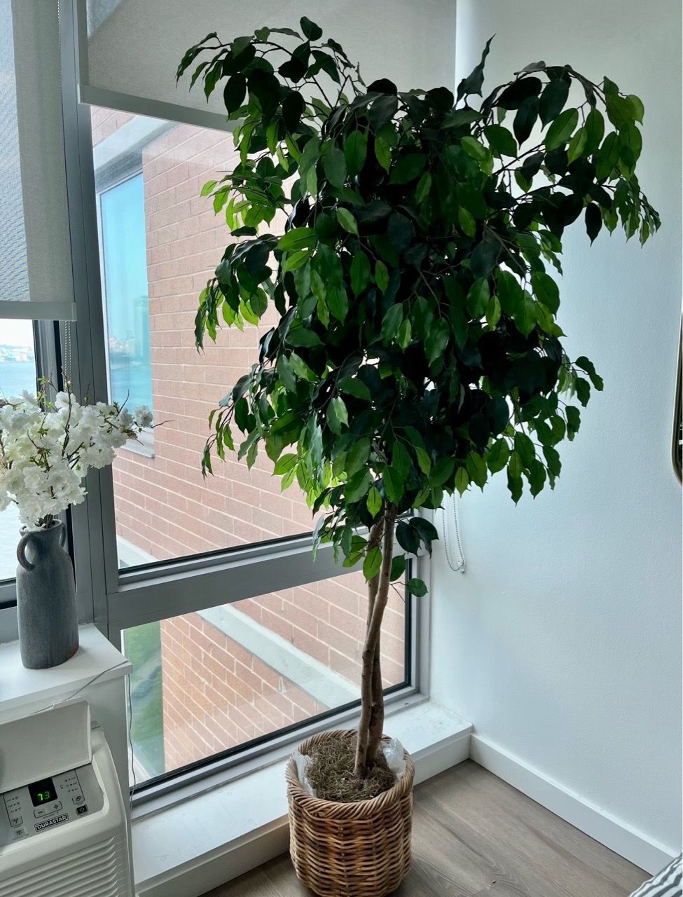 Large Artificial Ficus Tree in Woven Basket Pot