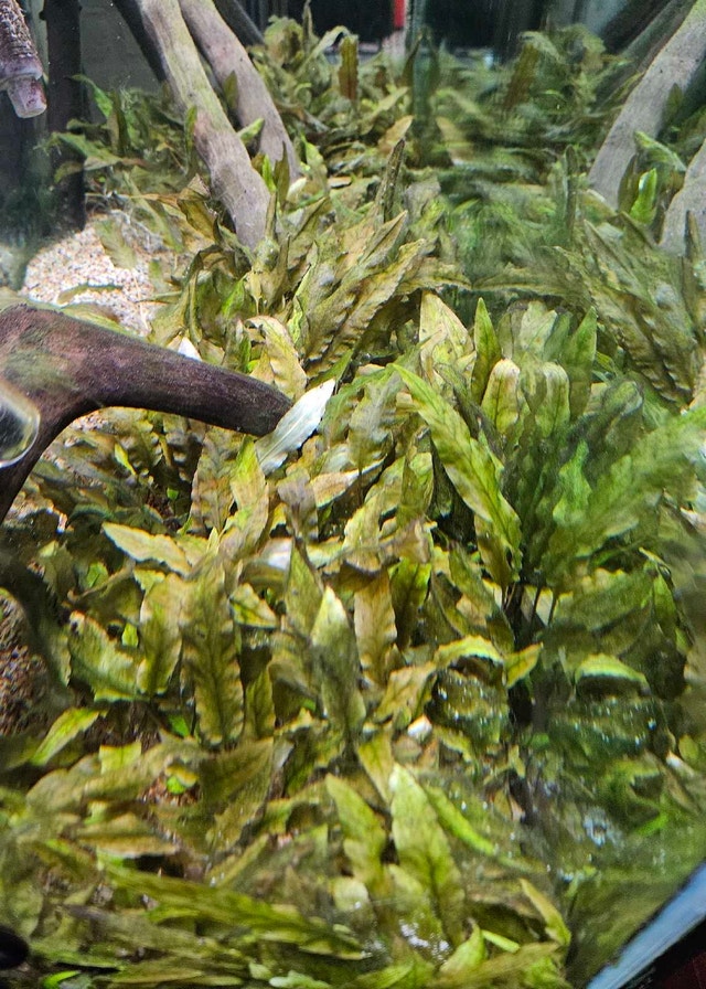 Cryptocoryne Wendtii "Brown"