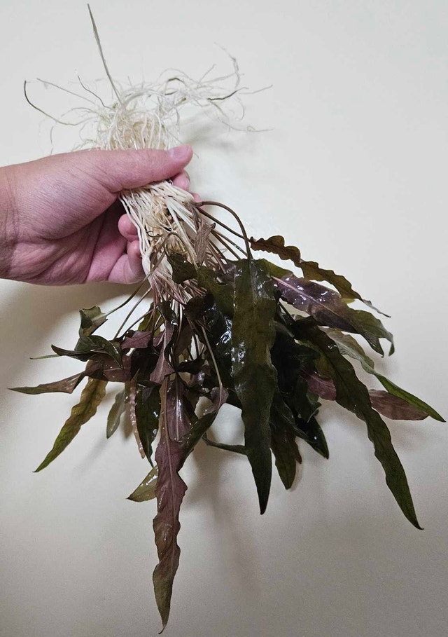 Cryptocoryne Wendtii "Brown" - photo 2