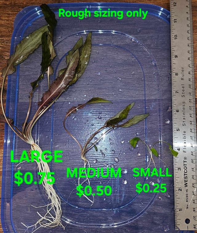 Cryptocoryne Wendtii "Brown" - photo 3