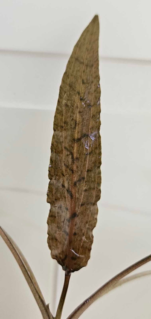 Cryptocoryne Wendtii "Brown" - photo 4