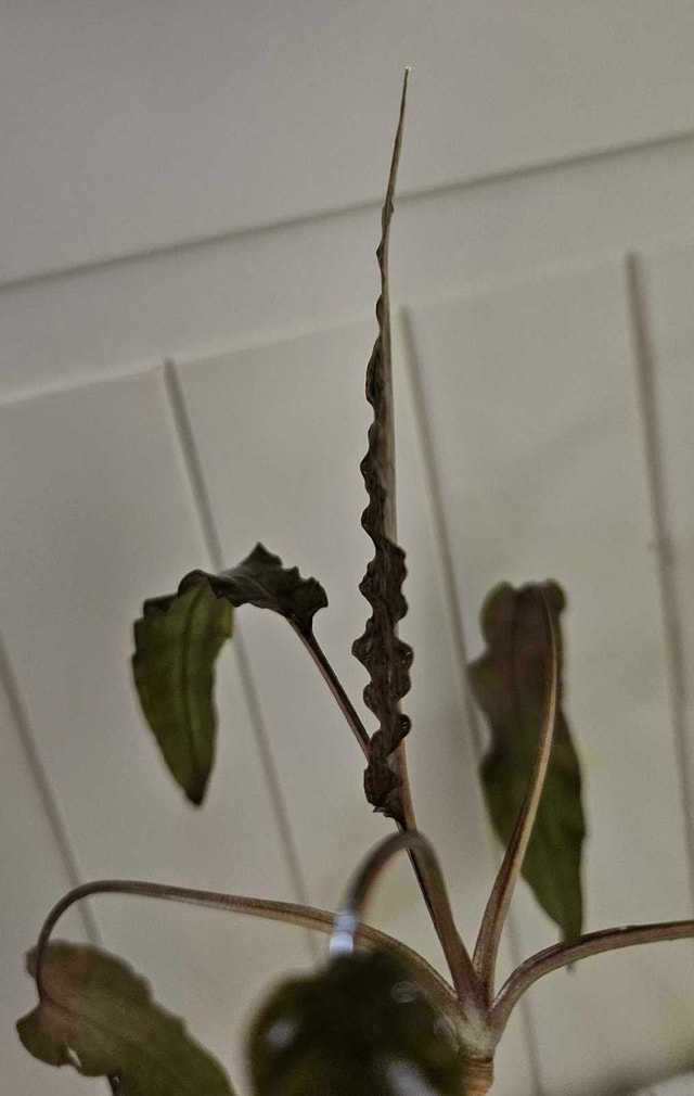 Cryptocoryne Wendtii "Brown" - photo 5