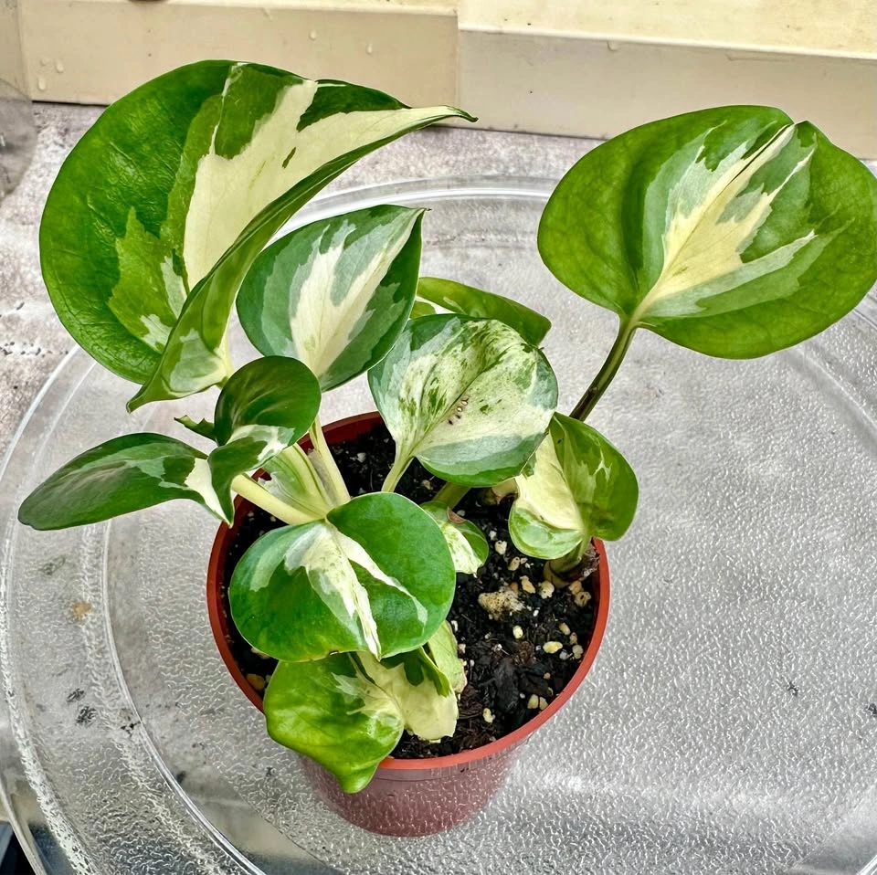 🌿Manjula Pothos – Stunning Variegated Houseplant!🌿