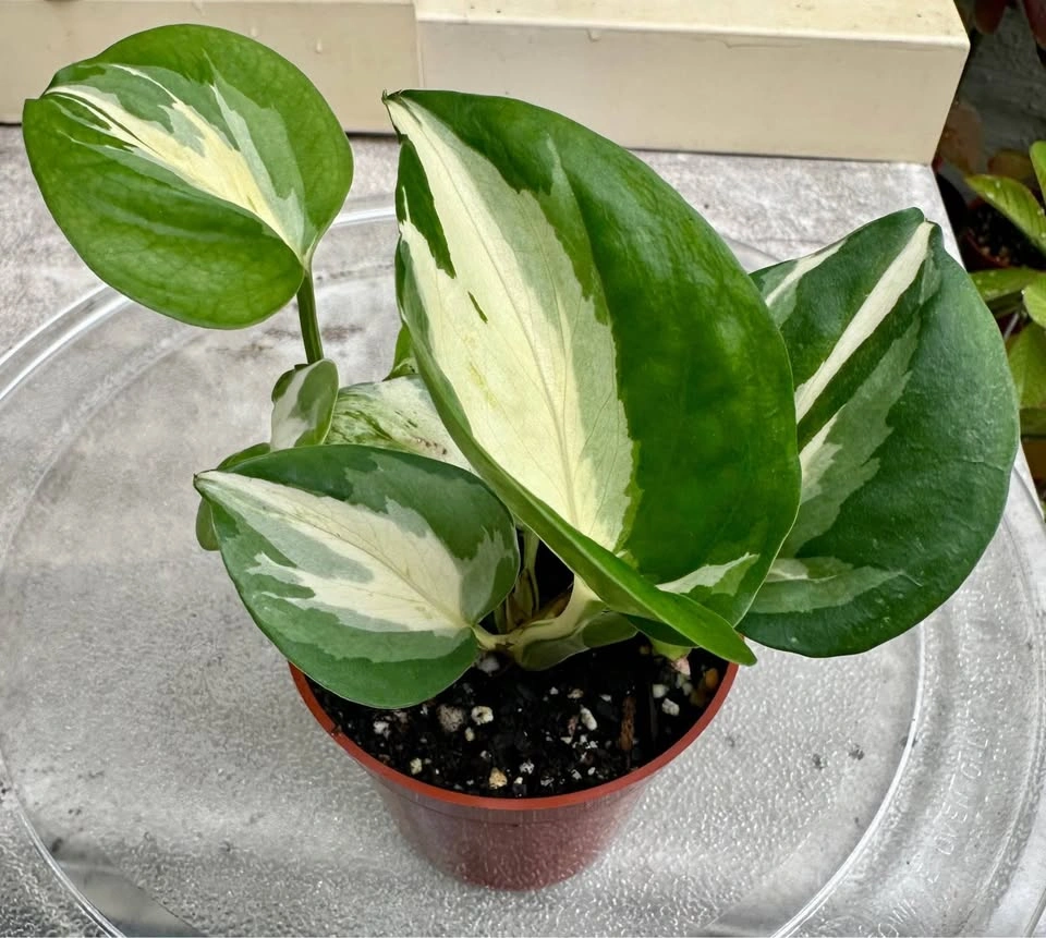 🌿Manjula Pothos – Stunning Variegated Houseplant!🌿 - photo 2