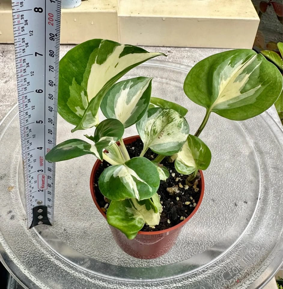 🌿Manjula Pothos – Stunning Variegated Houseplant!🌿 - photo 3