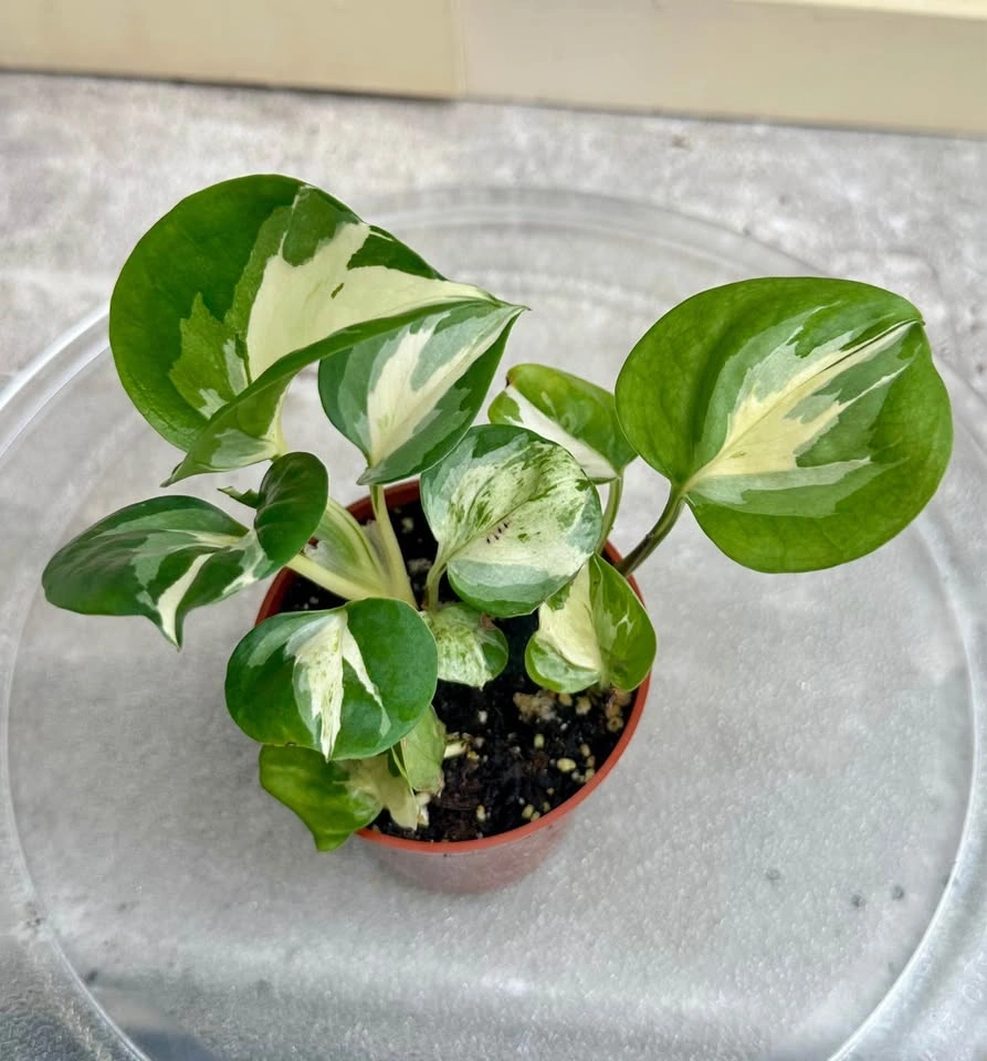 🌿Manjula Pothos – Stunning Variegated Houseplant!🌿 - photo 4