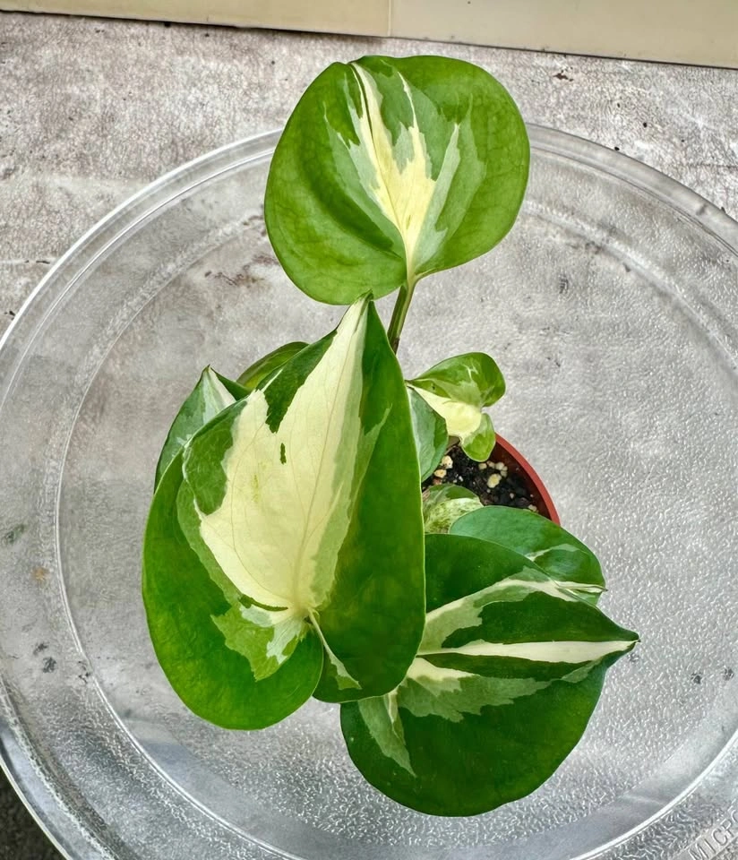 🌿Manjula Pothos – Stunning Variegated Houseplant!🌿 - photo 5