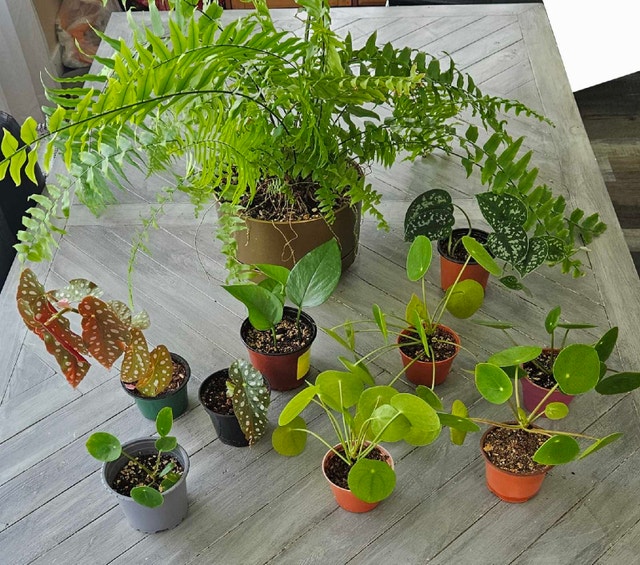 Assorted Indoor House Plants