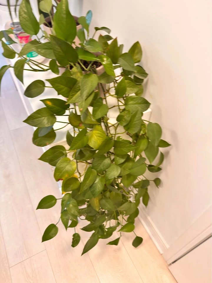 Pothos Houseplant with Decorative Beige Pot