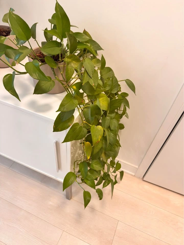 Pothos Houseplant with Decorative Beige Pot - photo 2