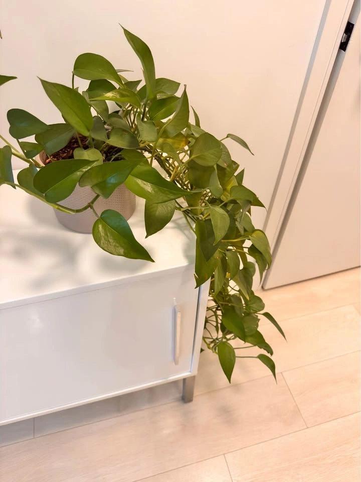Pothos Houseplant with Decorative Beige Pot - photo 3