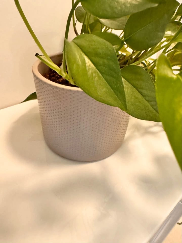 Pothos Houseplant with Decorative Beige Pot - photo 4