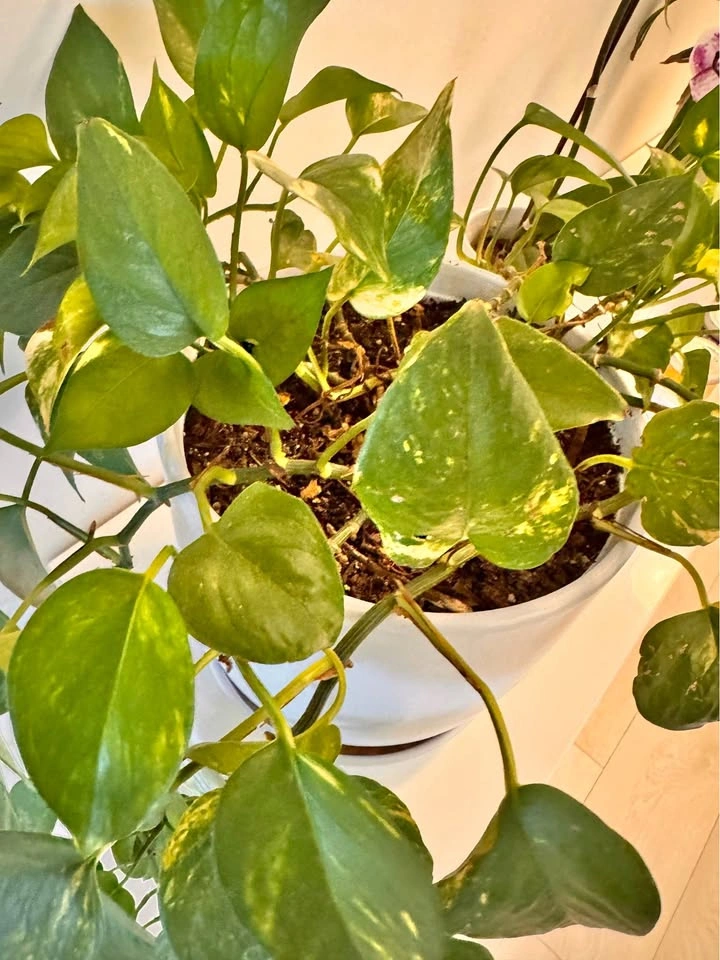 Golden Pothos in White Ceramic Pot (Pot diameter 10” x height 10