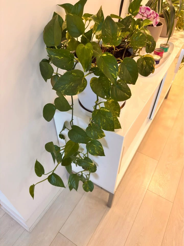Golden Pothos in White Ceramic Pot (Pot diameter 10” x height 10 - photo 2