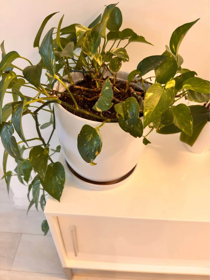 Golden Pothos in White Ceramic Pot (Pot diameter 10” x height 10 - photo 3