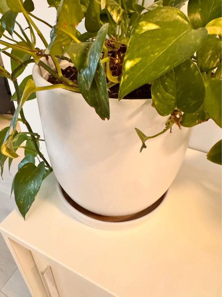 Golden Pothos in White Ceramic Pot (Pot diameter 10” x height 10 - photo 4
