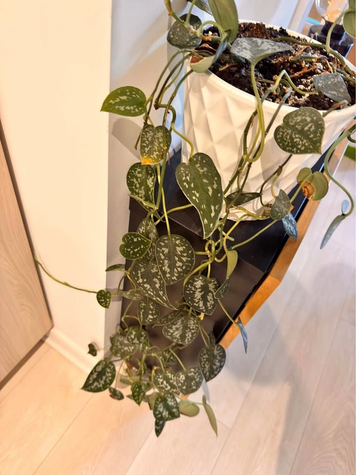 Satin Pothos Plant in White Ceramic Pot (8” x 7”)