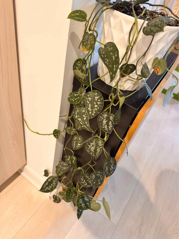 Satin Pothos Plant in White Ceramic Pot (8” x 7”) - photo 2