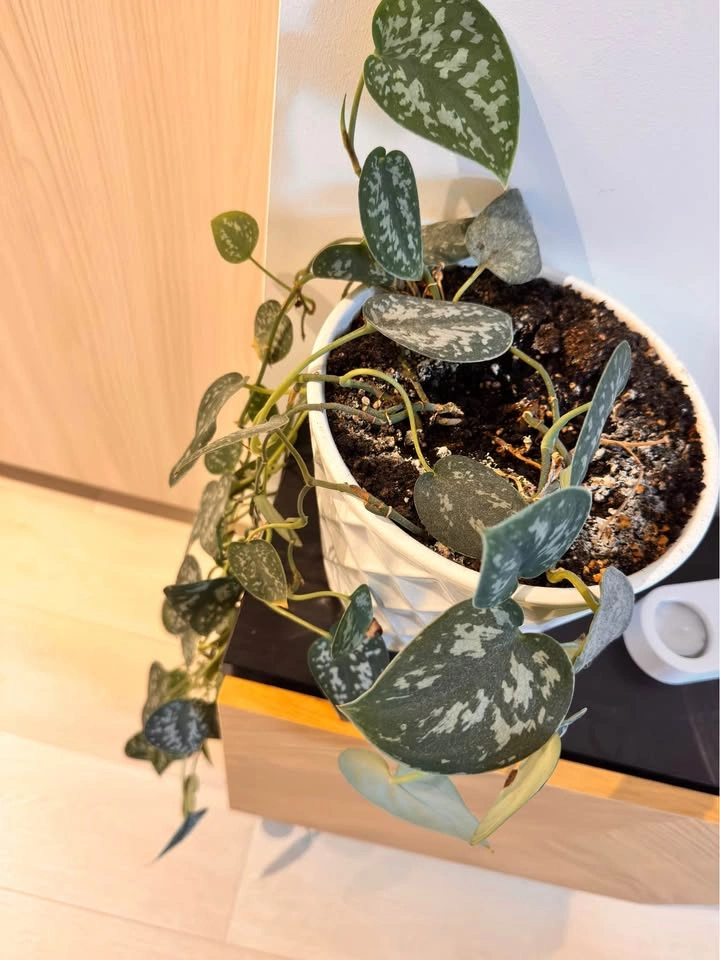 Satin Pothos Plant in White Ceramic Pot (8” x 7”) - photo 3