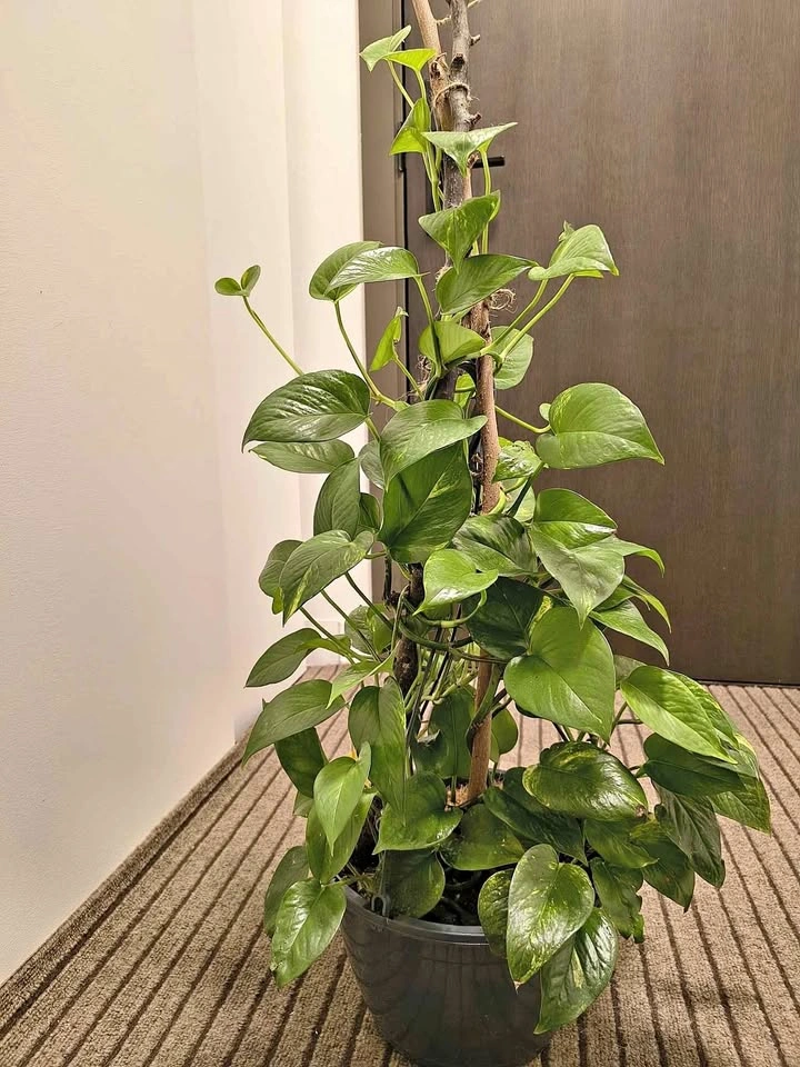 Golden Pothos Plant with hanging nursery pot