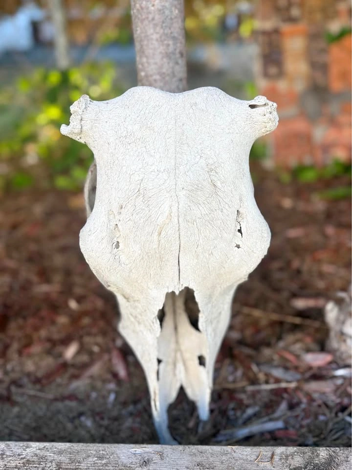 Authentic Cow Skull