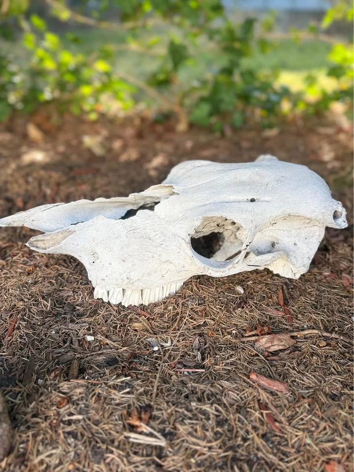 Authentic Cow Skull - photo 2