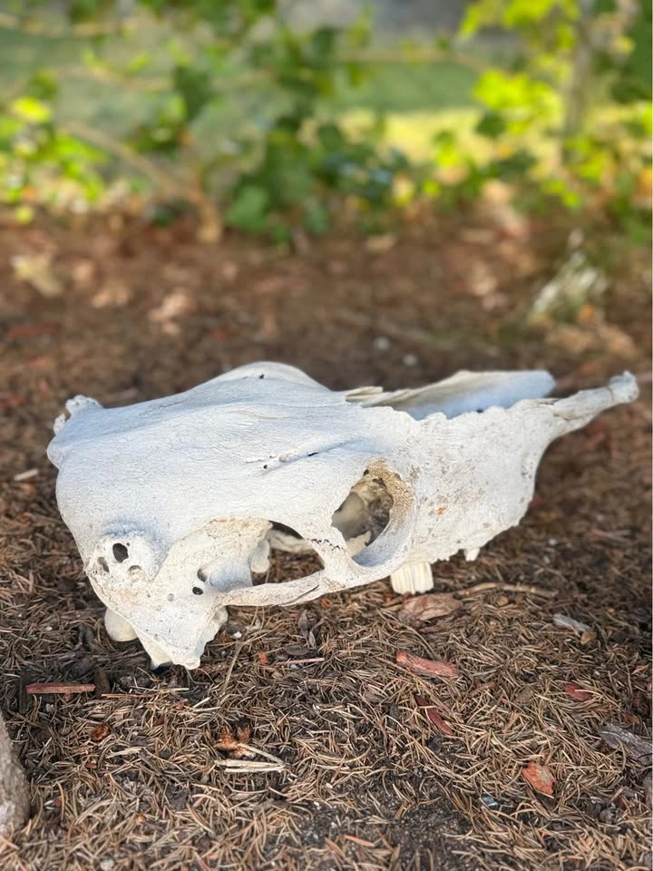 Authentic Cow Skull - photo 3