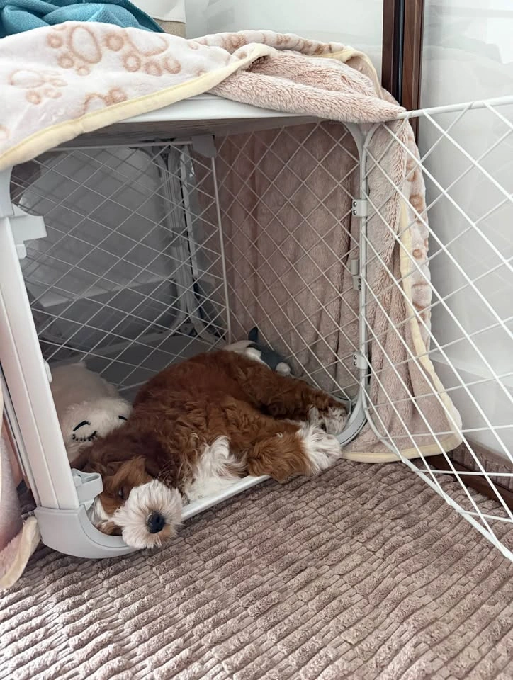 Diggs Evolv Dog Crate + Bed (small) - photo 3