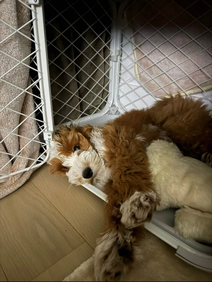 Diggs Evolv Dog Crate + Bed (small) - photo 5