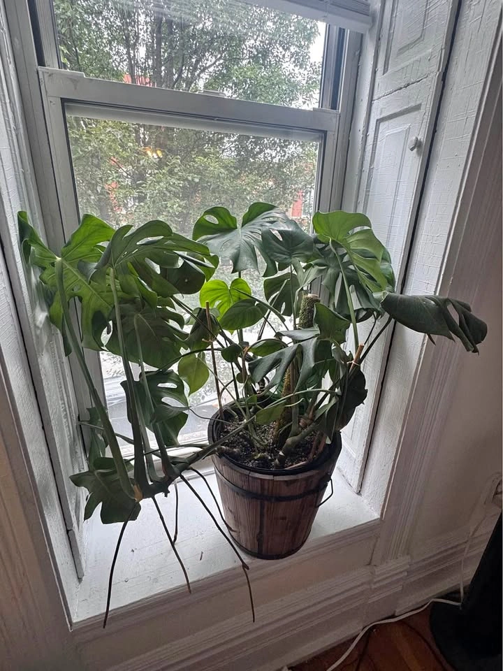 Large Mature Monstera Plant + Wooden Pot