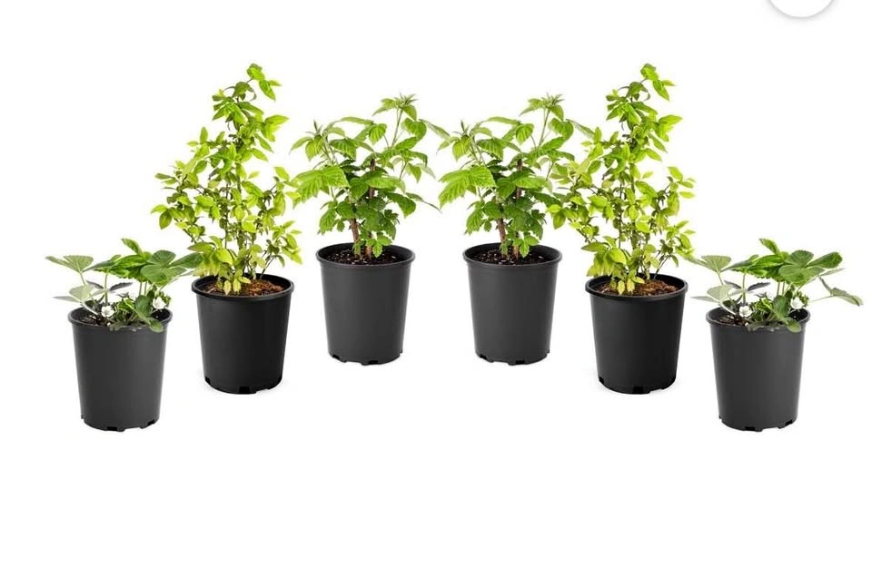 Raspberry Bush - Perennial