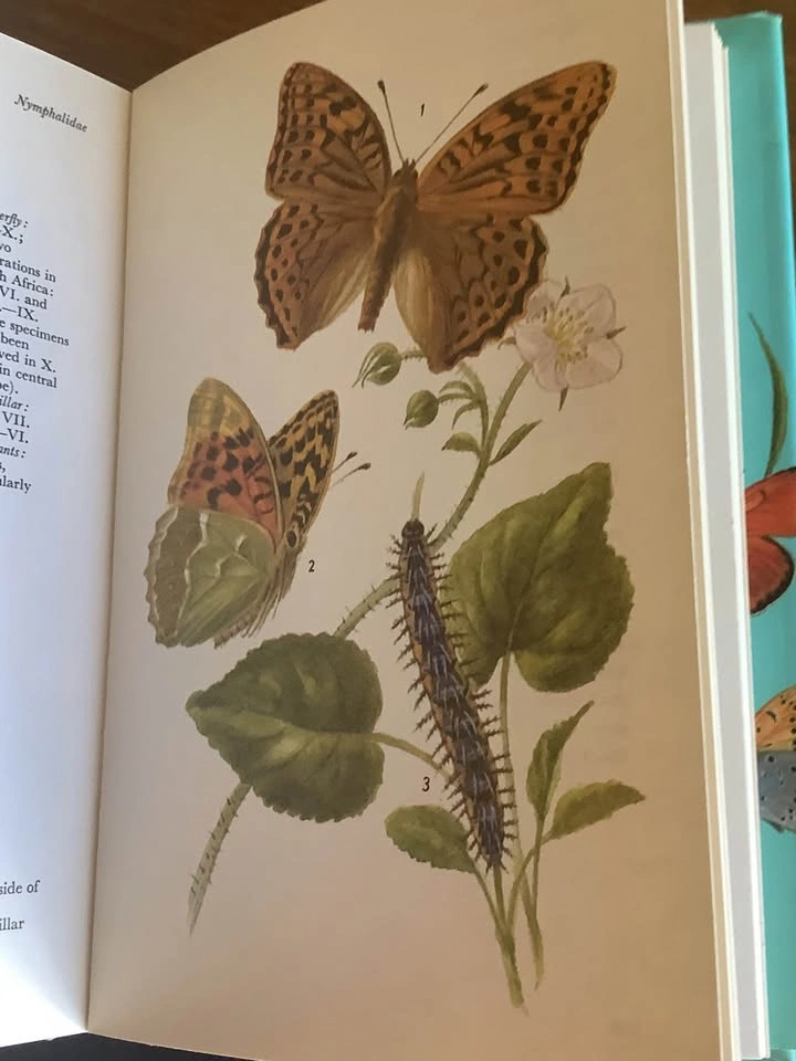 Vintage 1975 A Colour Guide To Familiar Butterflies Book - photo 2