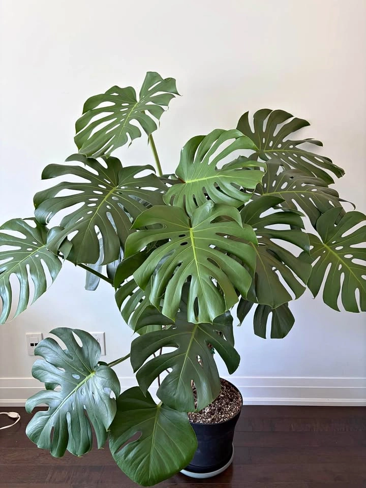 Large Monstera Deliciosa Plant