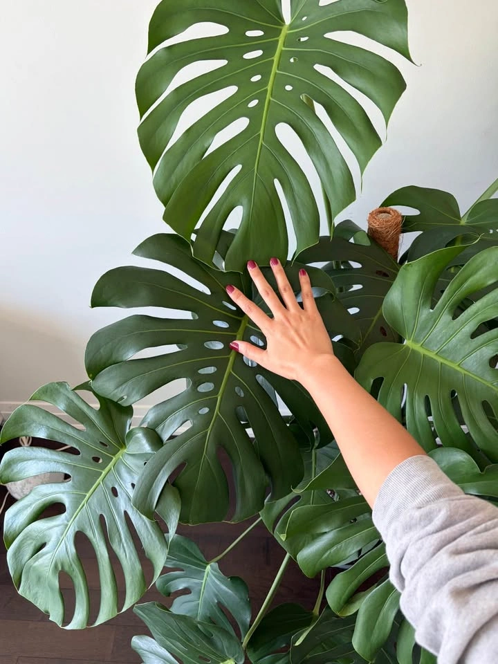 Large Monstera Deliciosa Plant - photo 2